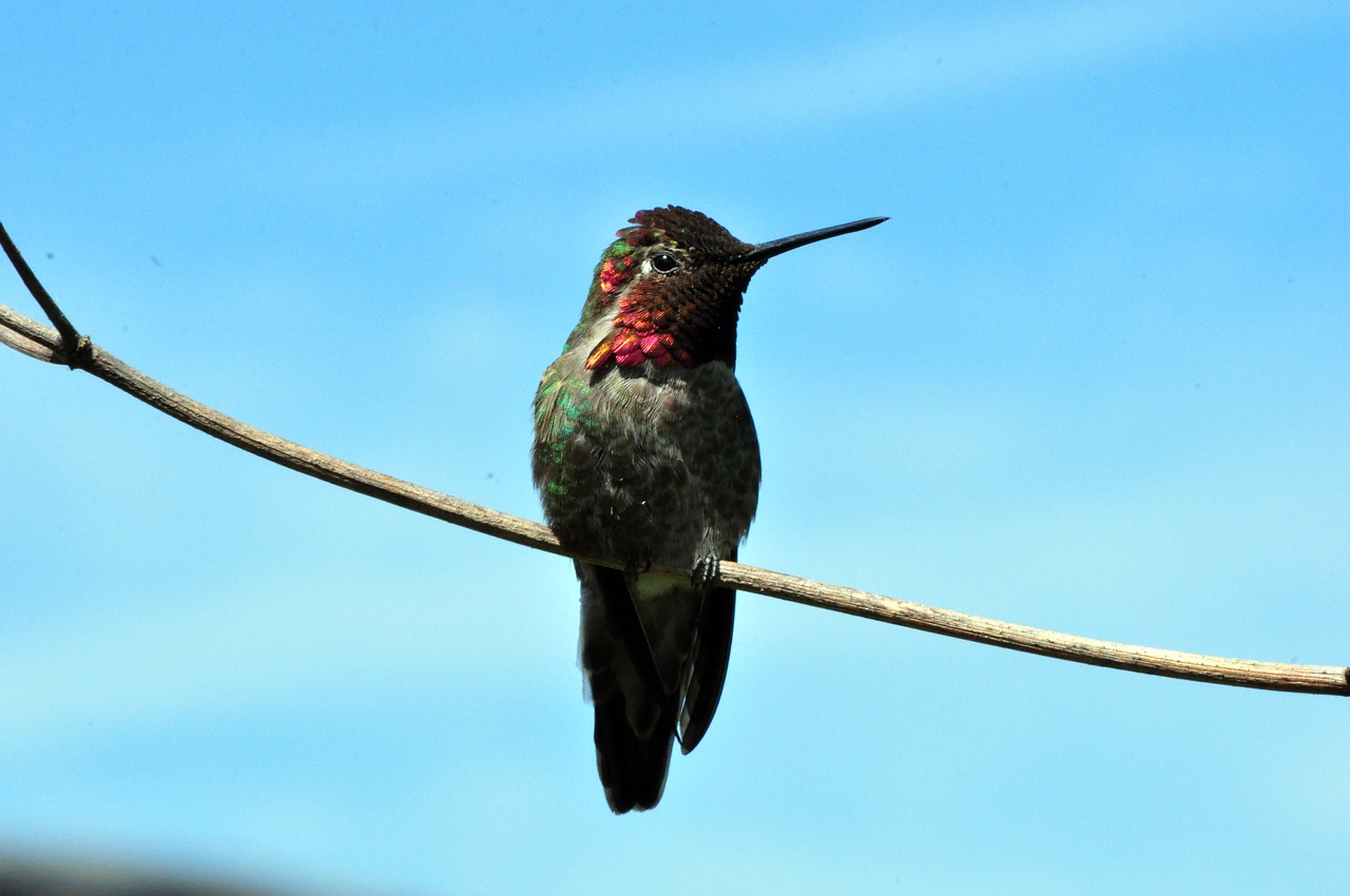 Image - hummingbird bird bl wildlife