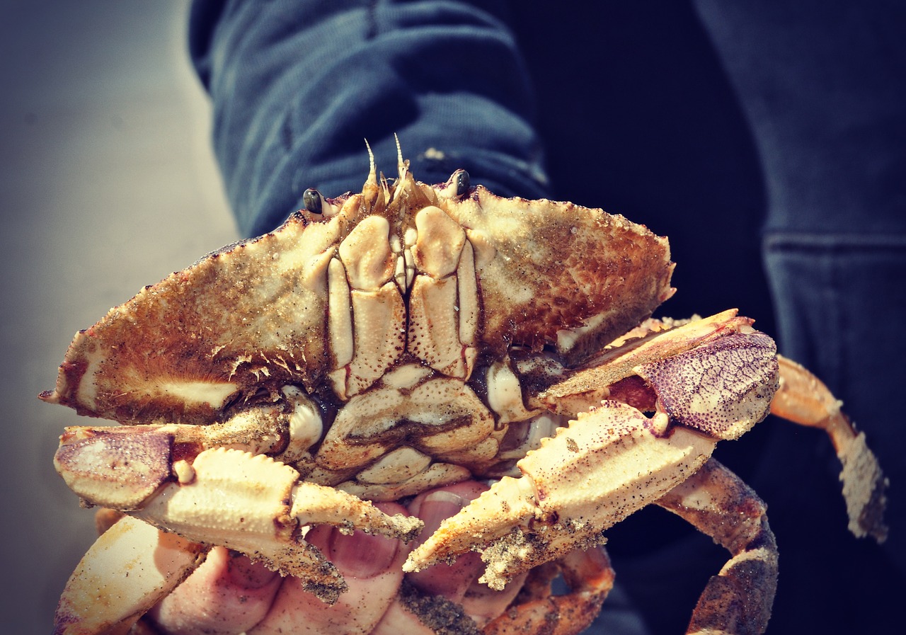 Image - crab beach sand sea nature ocean