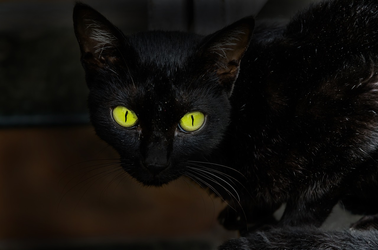 Image - cat eyes animal omen black