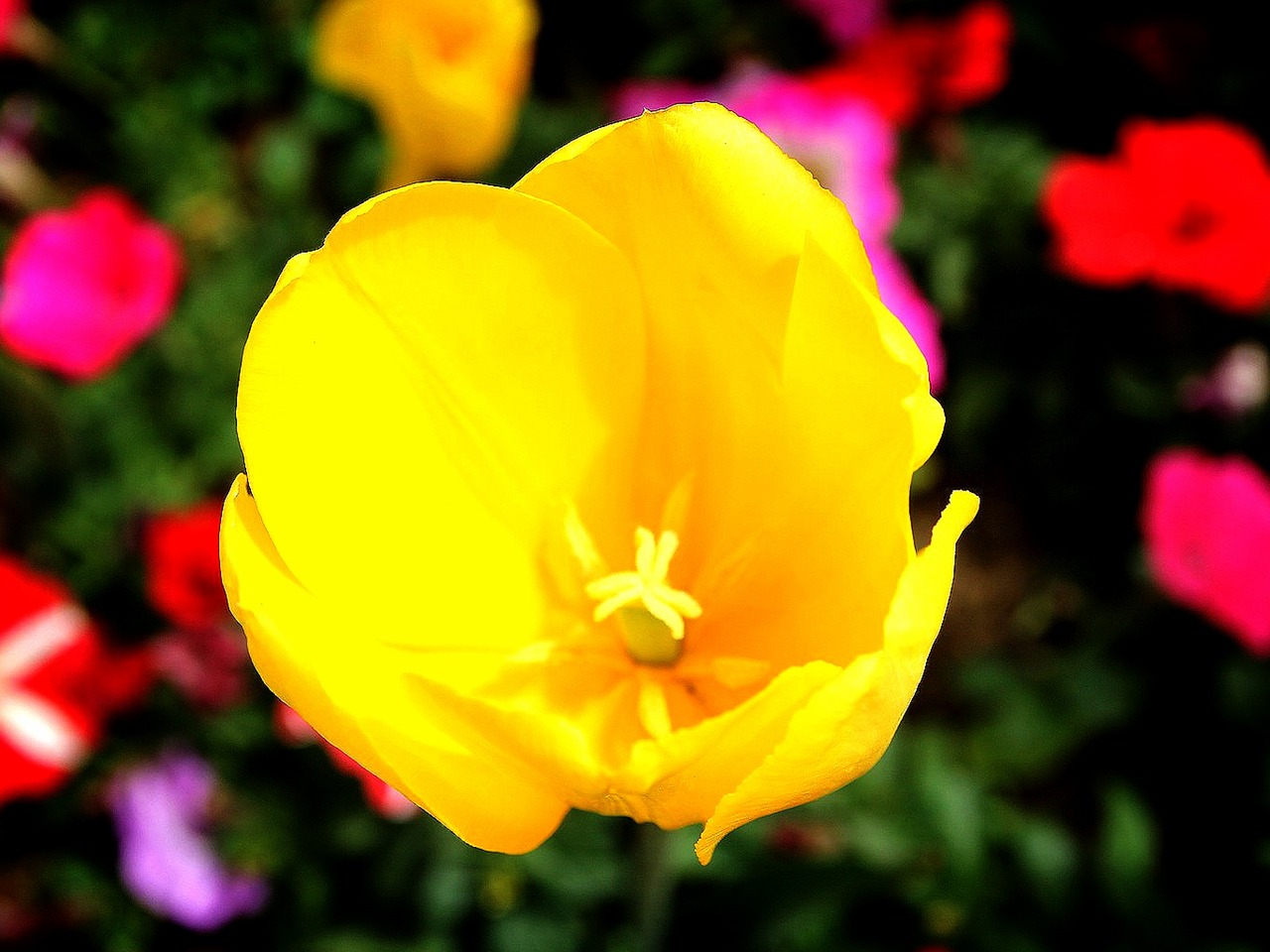 Image - churros script flowers yellow sunny