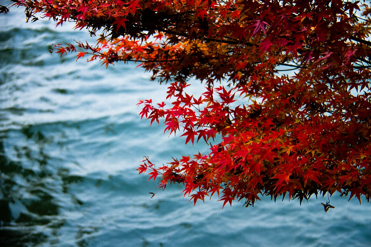 Image - autumn red leaves west lake