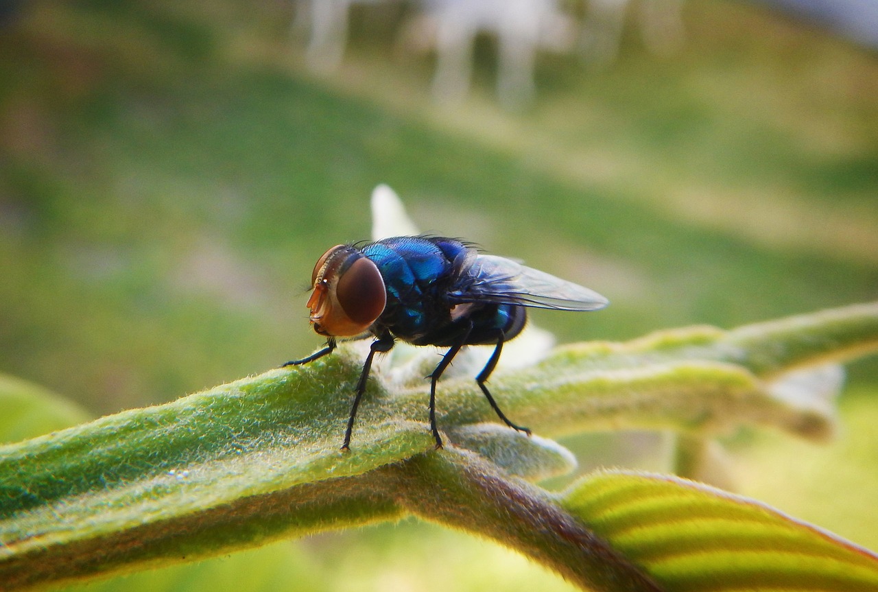 Image - fly insect flying diptera nature