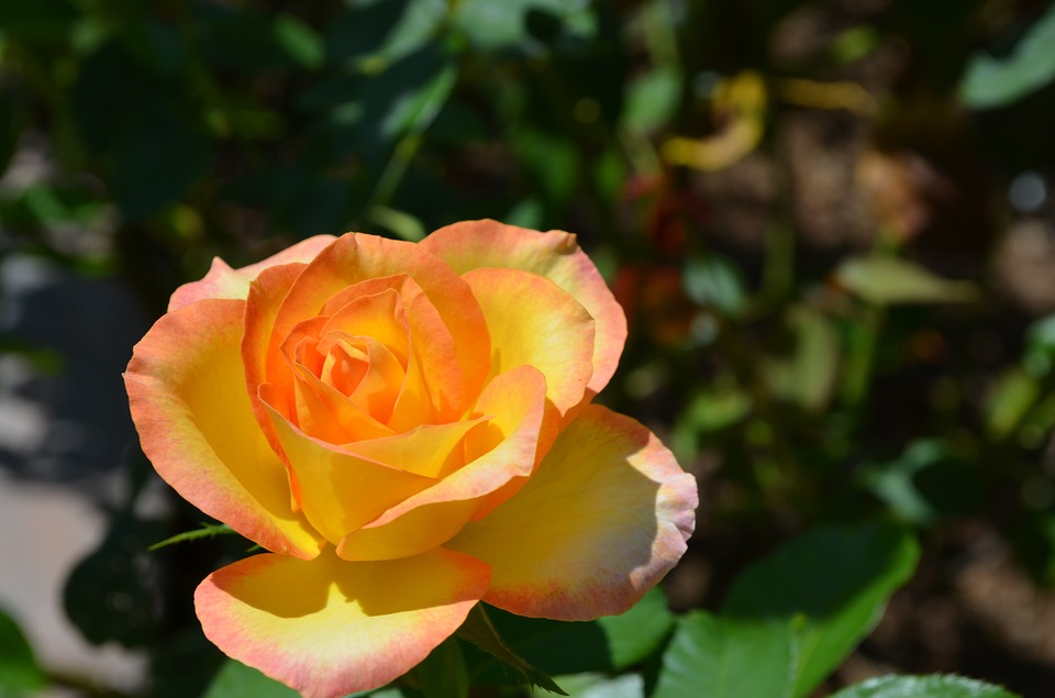 Image - rose flower garden bloom