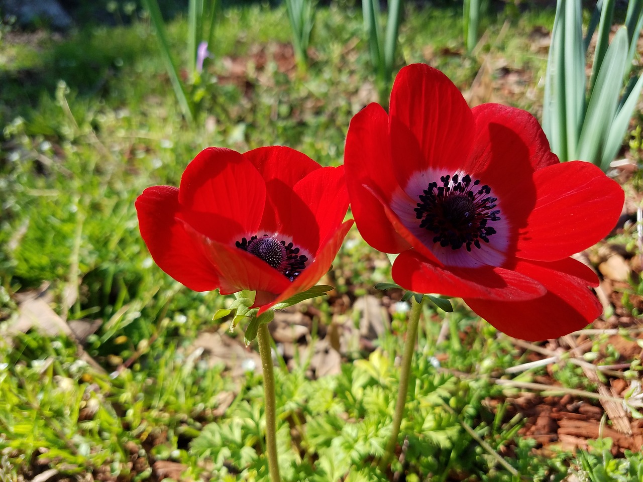 Image - red flower bulb spring wild