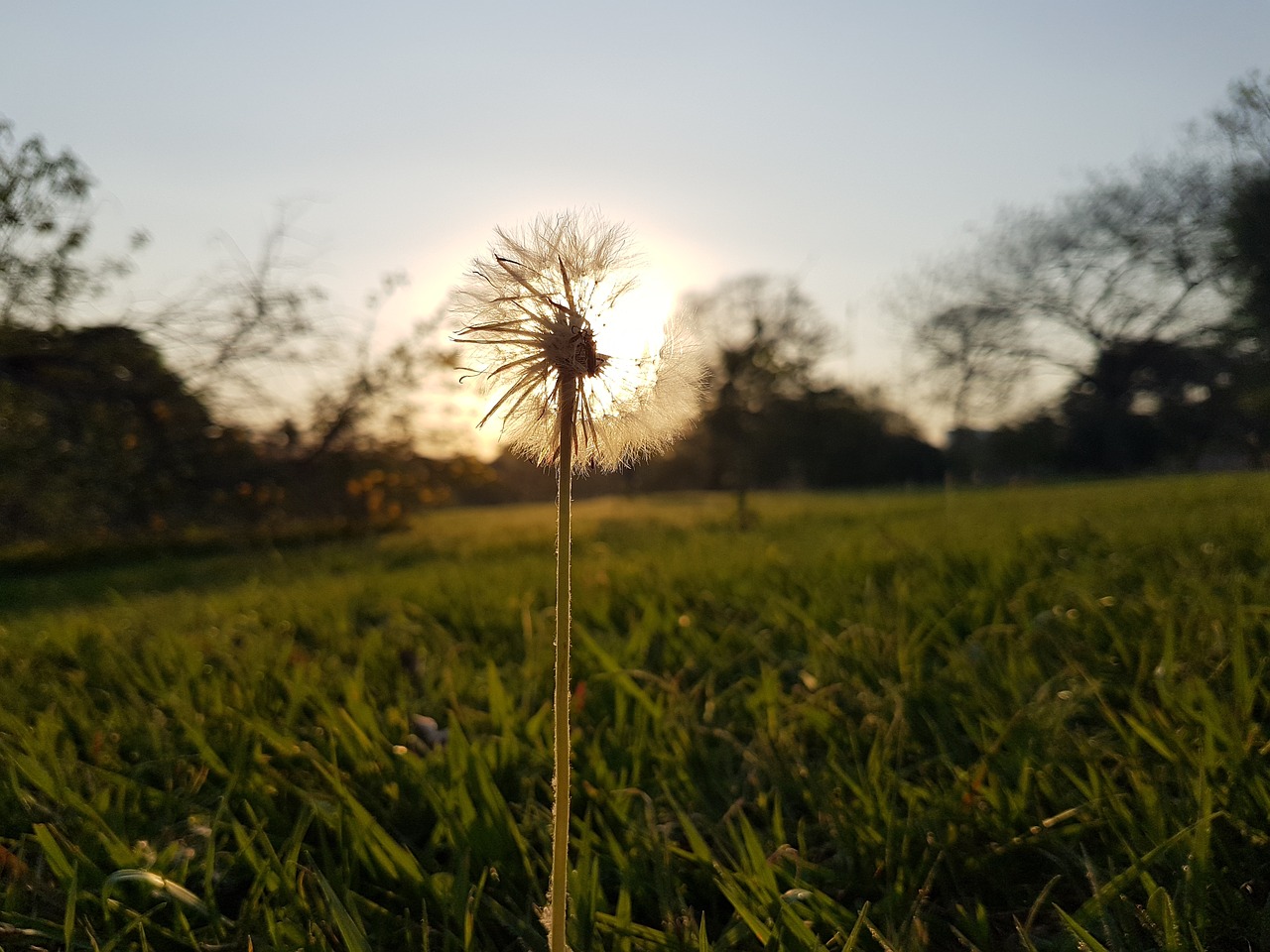 Image - tooth of lion flower landscape