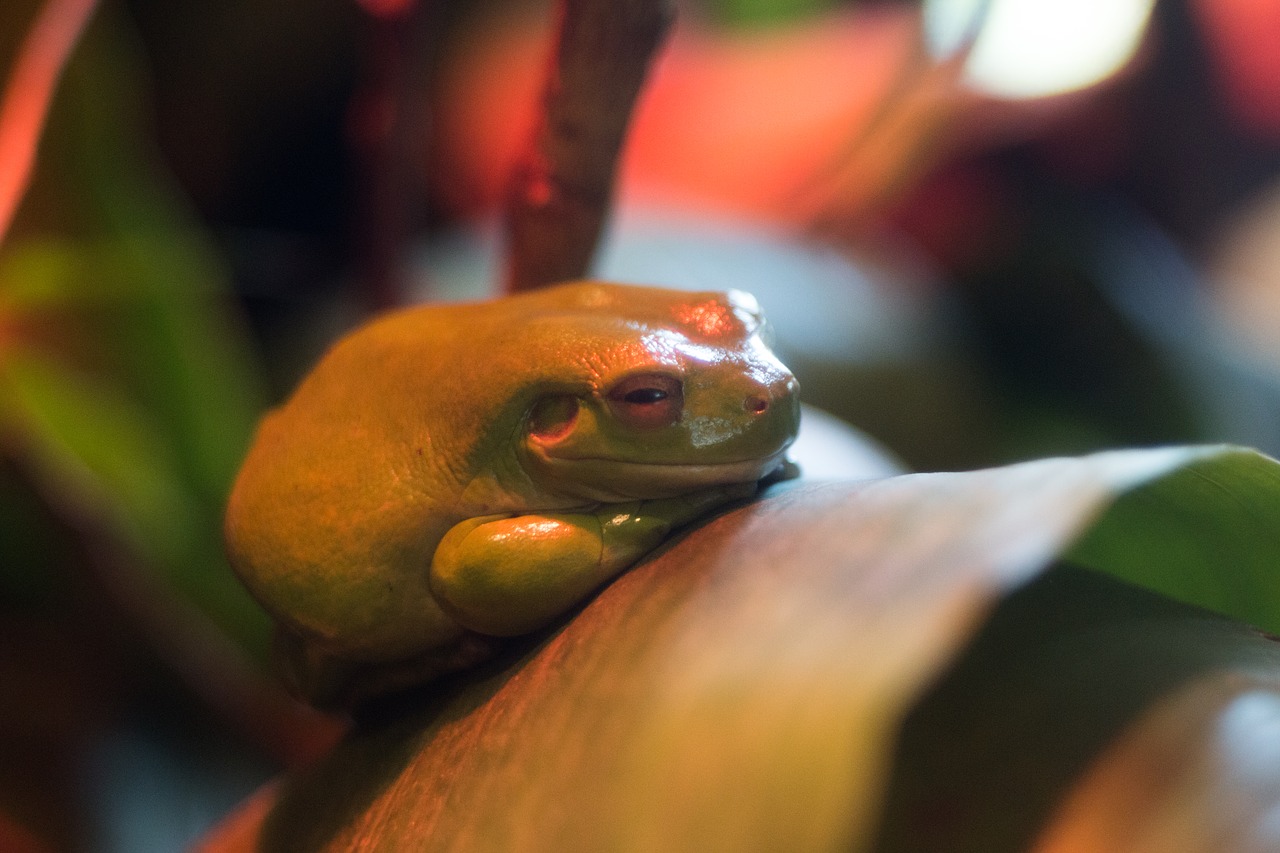 Image - frog green red leaf