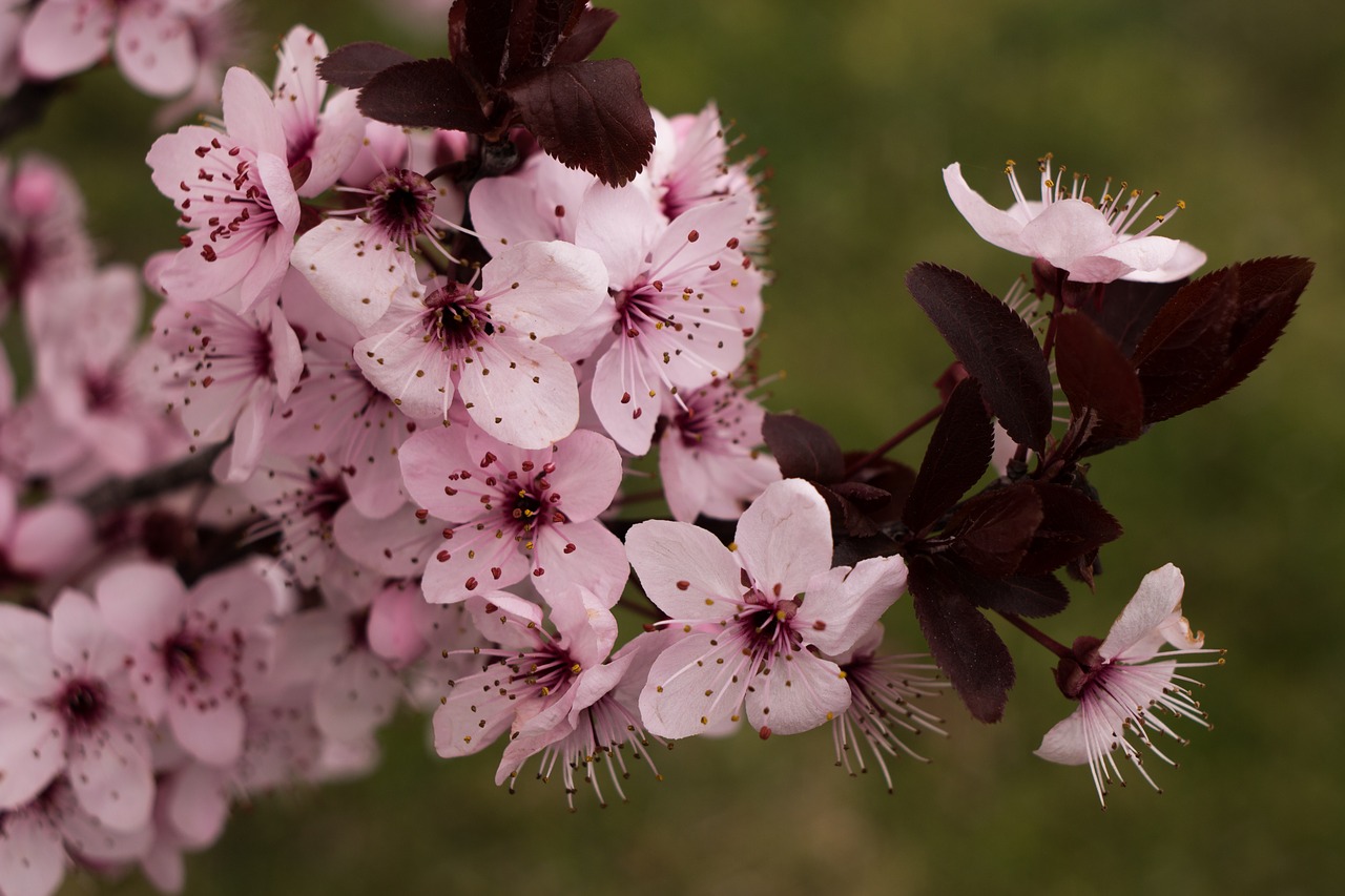 Image - flower pink spring fresh youth