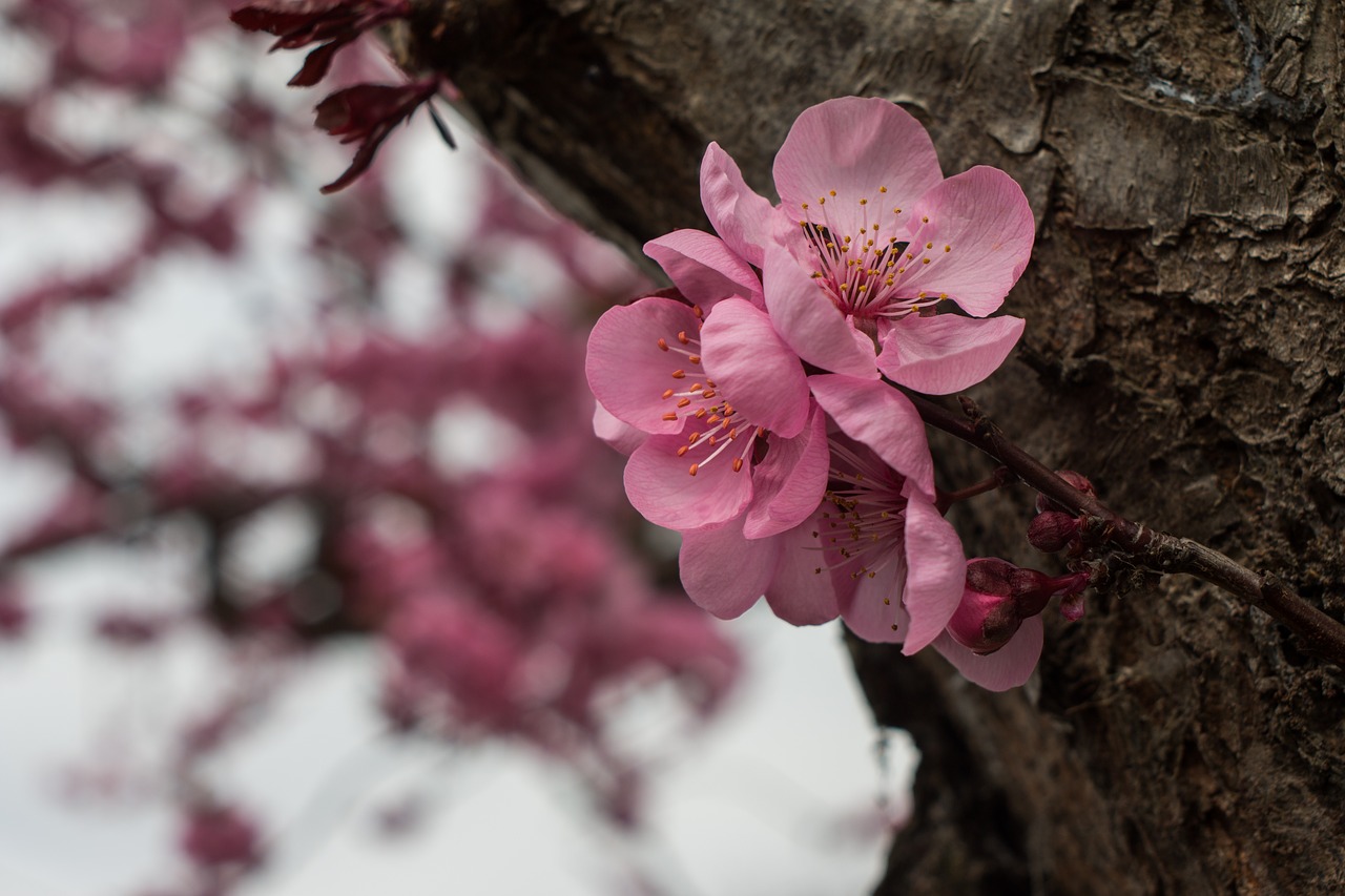 Image - flower pink spring fresh youth