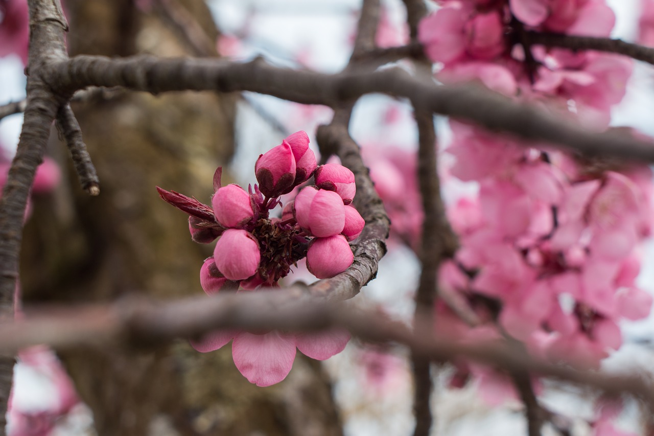 Image - flower pink spring fresh youth