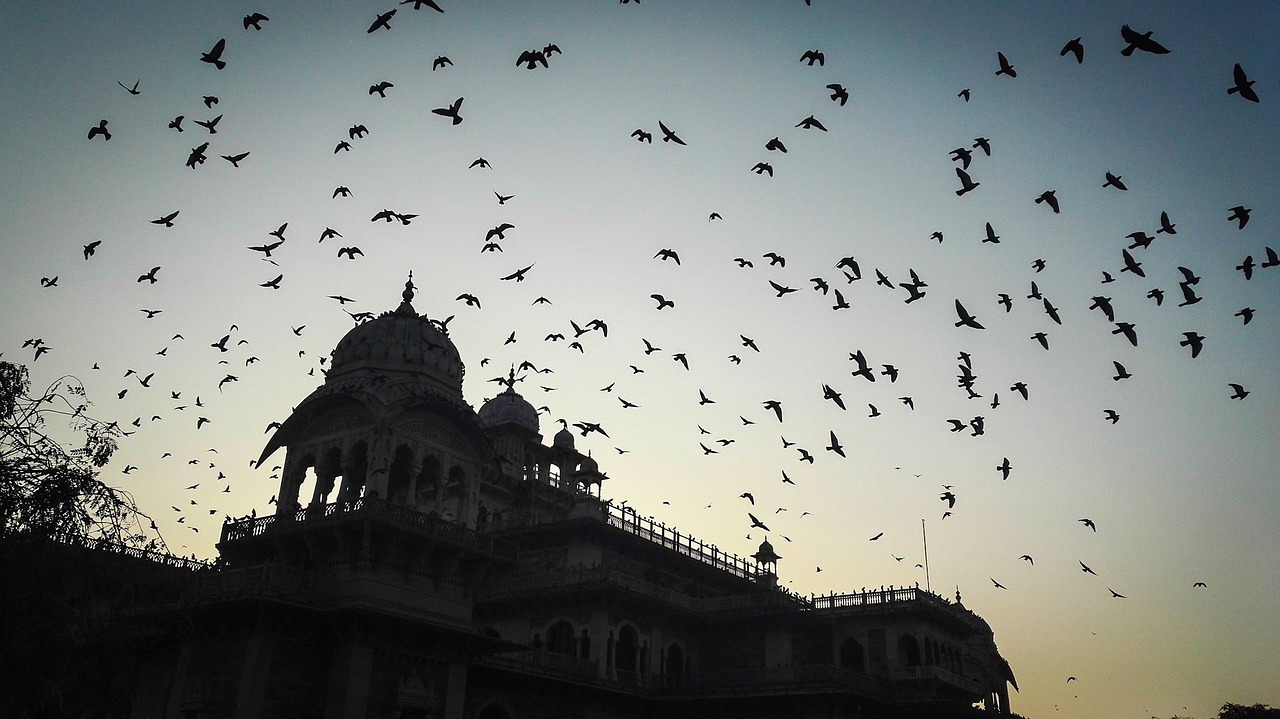 Image - fly back home birds fly flying sky