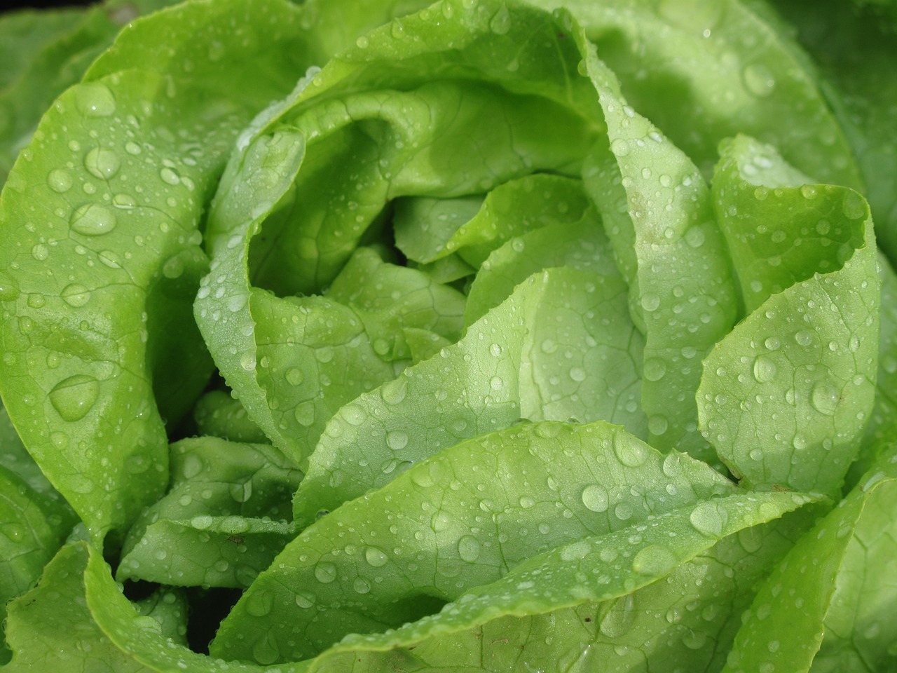 Image - lettuce salad vegetables healthy