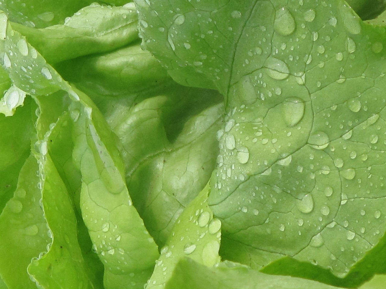 Image - lettuce salad vegetables close up