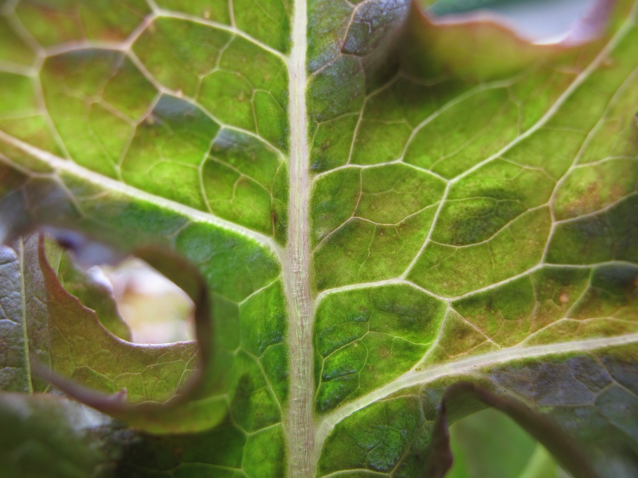 Image - custody leaf salad vegetables