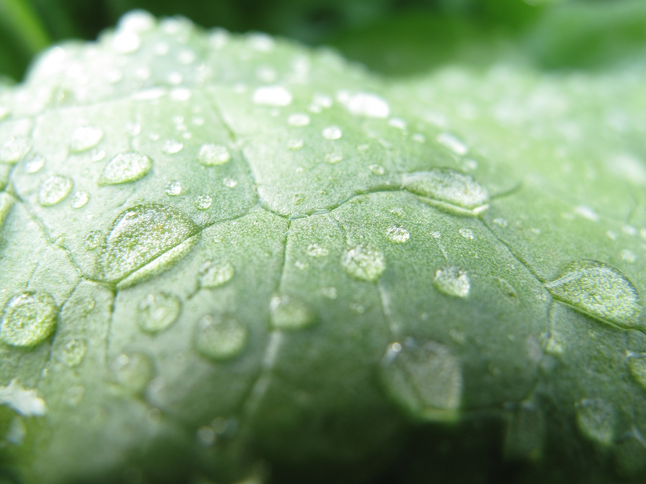 Image - lettuce salad vegetables close up