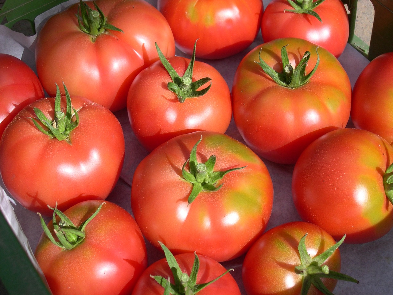 Image - berner rosen tomatoes tomato