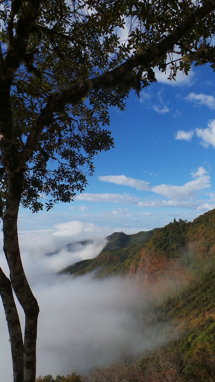 Image - mist tree mountain cloudy