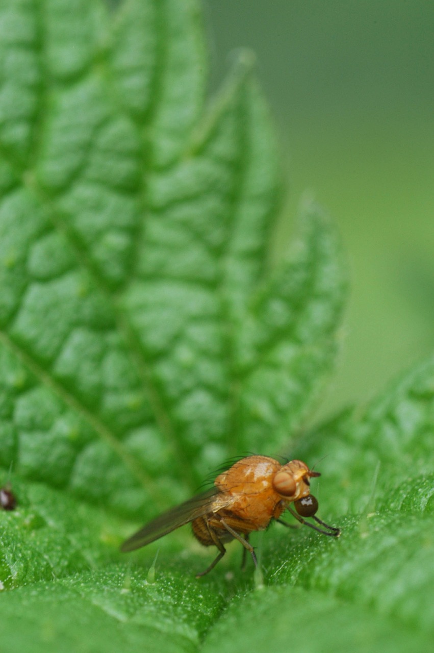 Image - stinging nettle bug nature macro