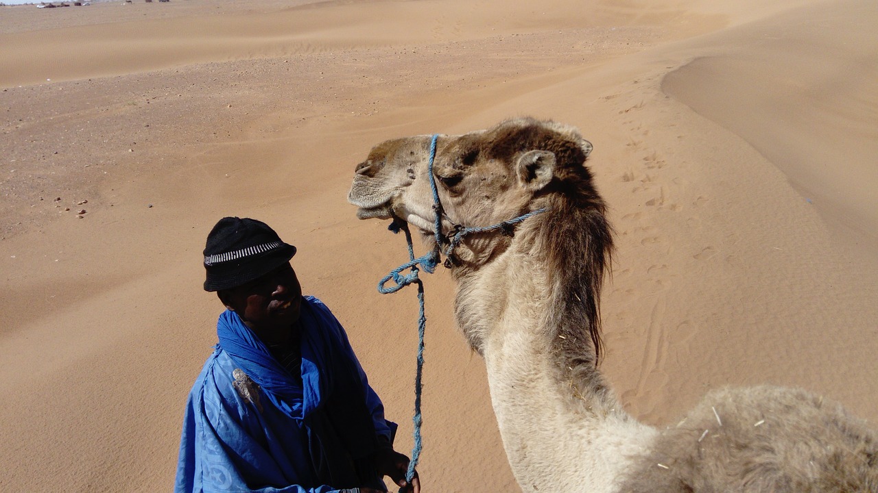 Image - camel bedouin morocco desert dry