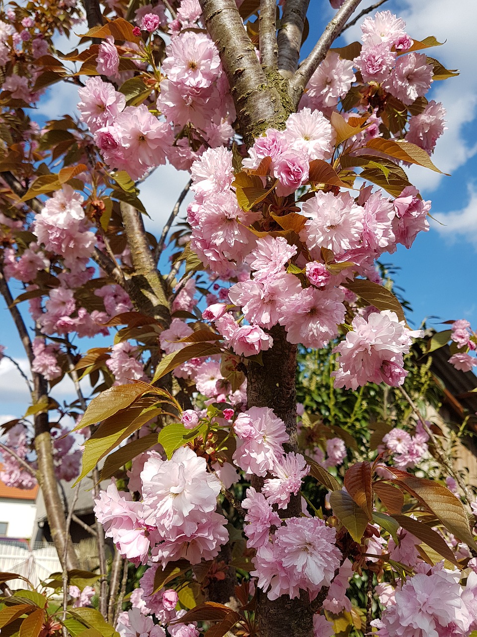 Image - japan cherry spring beauty blooming