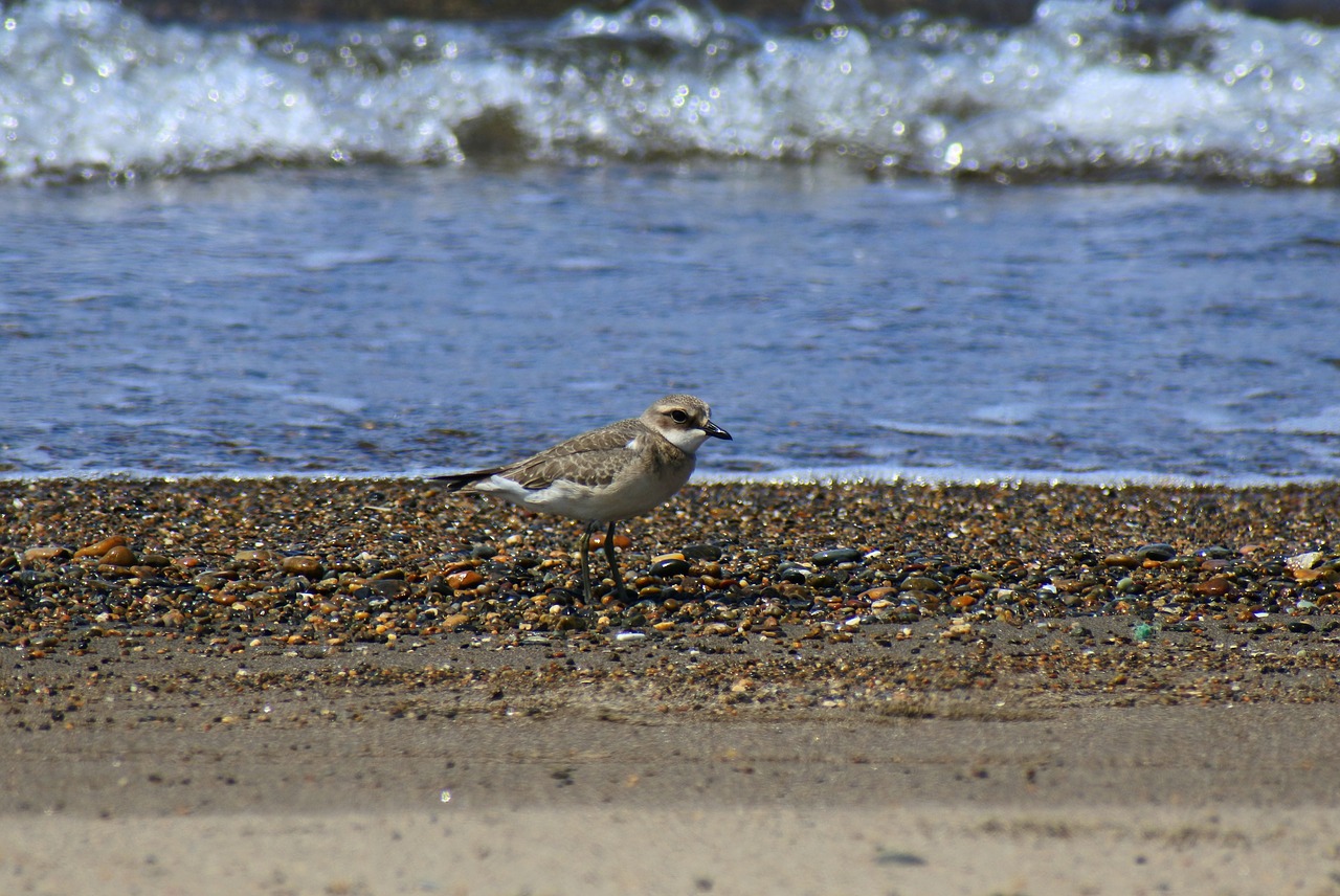 Image - animal sea beach wave little bird