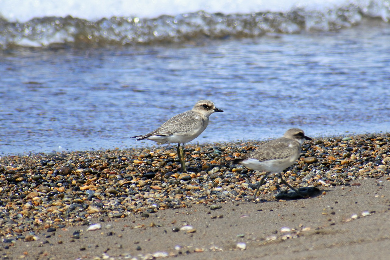 Image - animal sea beach wave little bird