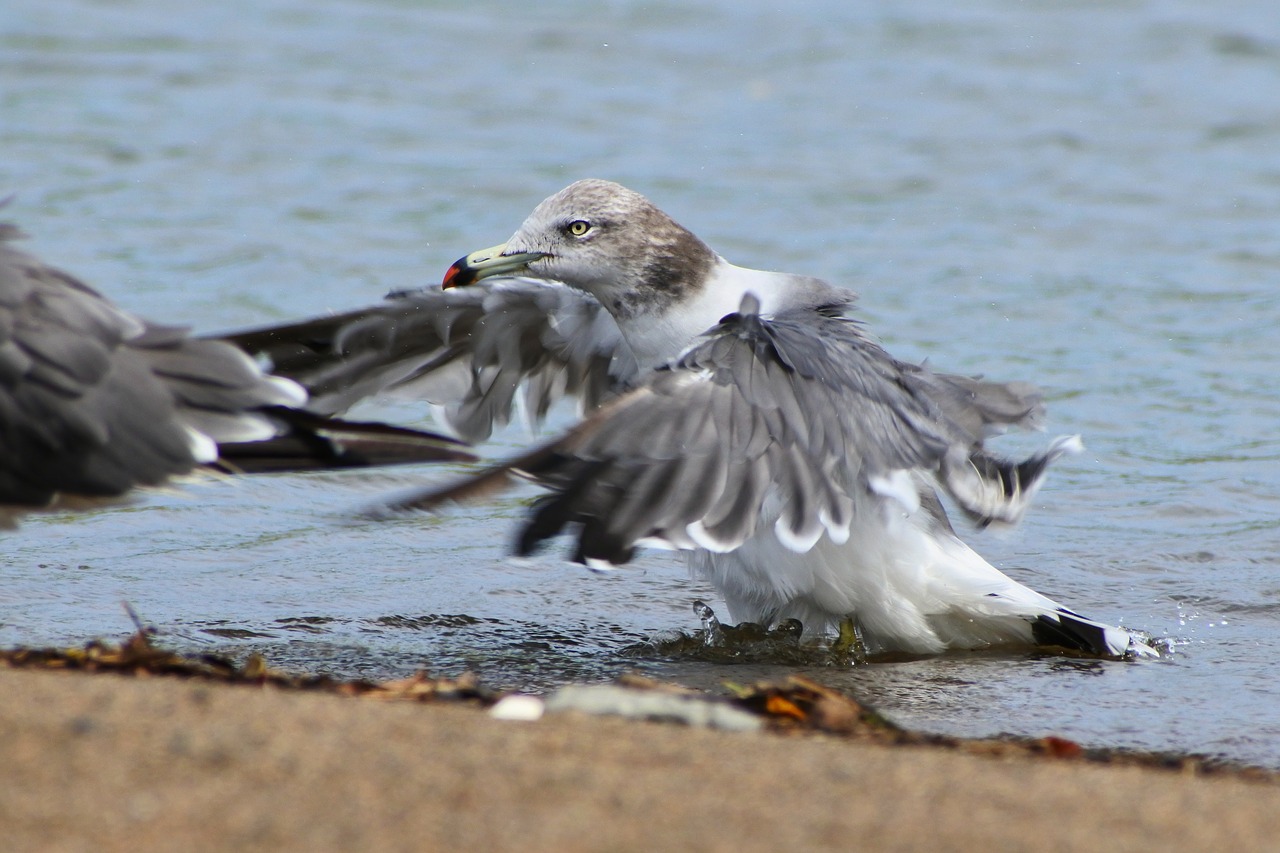 Image - animal sea beach sea gull seagull