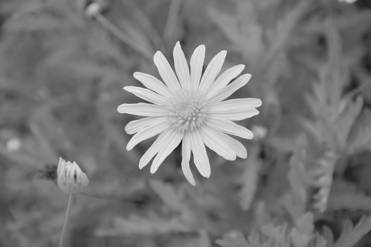 Image - flower photo black white bouquet