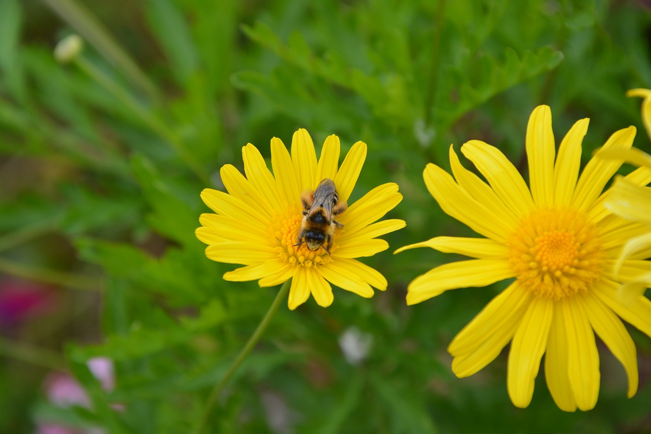 Image - bee insect yellow flower nature