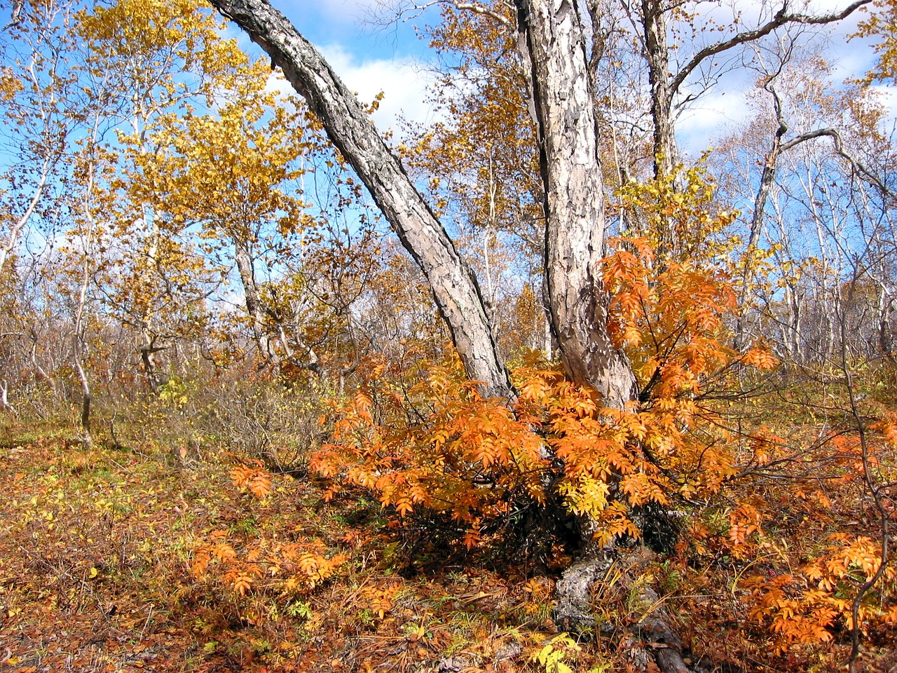 Image - autumn forest trees birch rowan