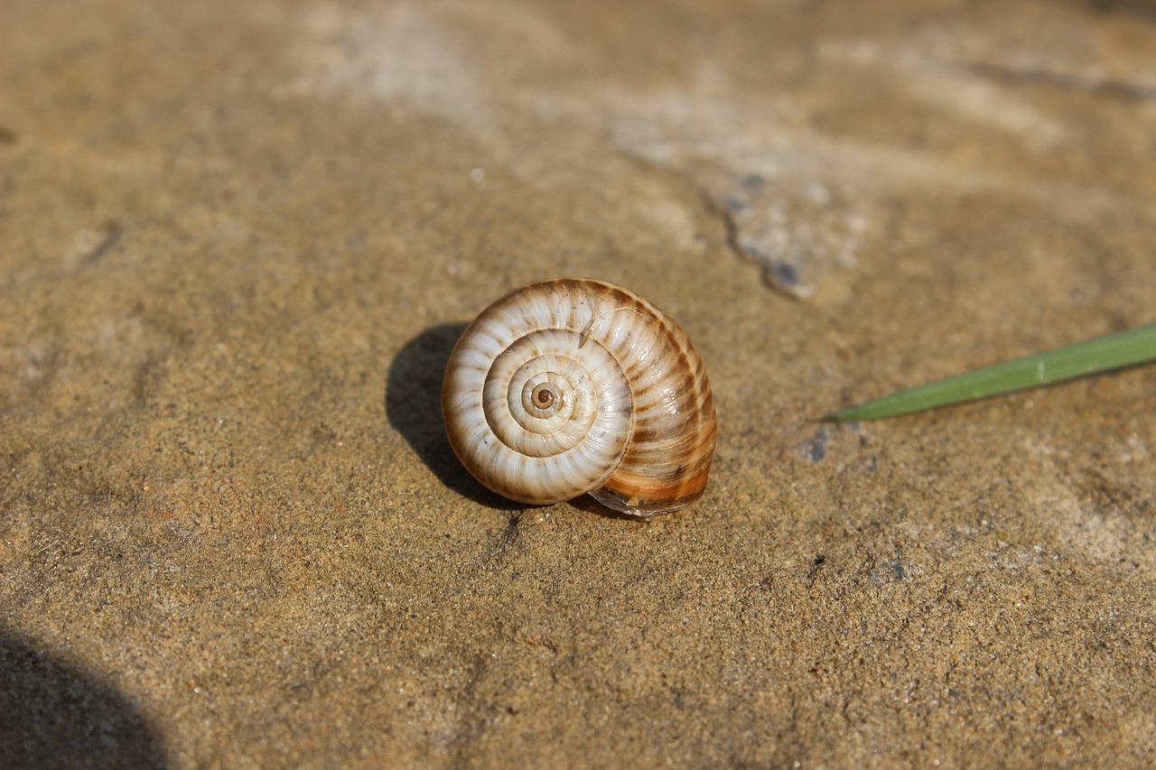 Image - snails animal nature turkey