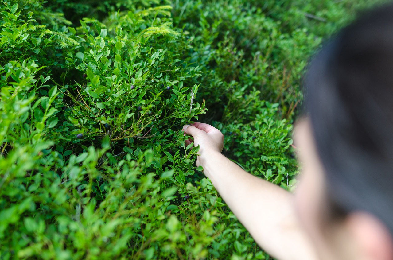 Image - hand berry nature bush natural