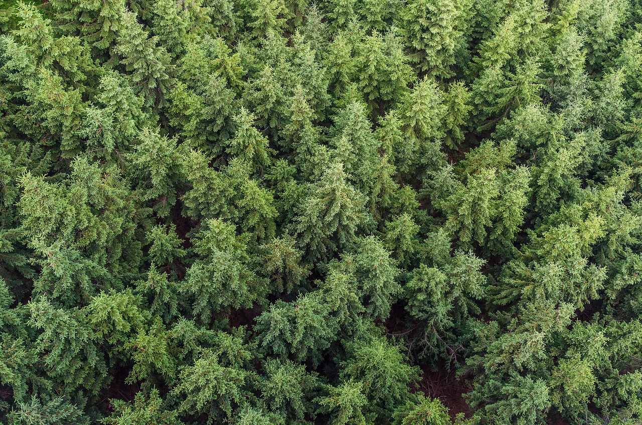 Image - plant texture nature conifer green