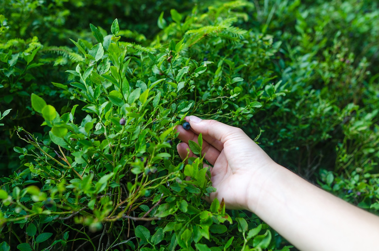 Image - hand berry nature bush natural