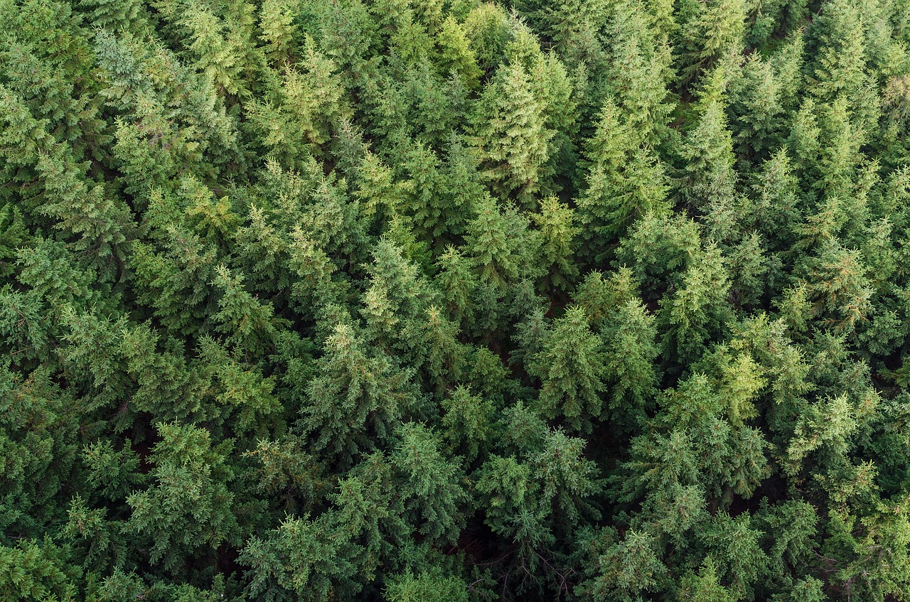 Image - plant texture nature conifer green