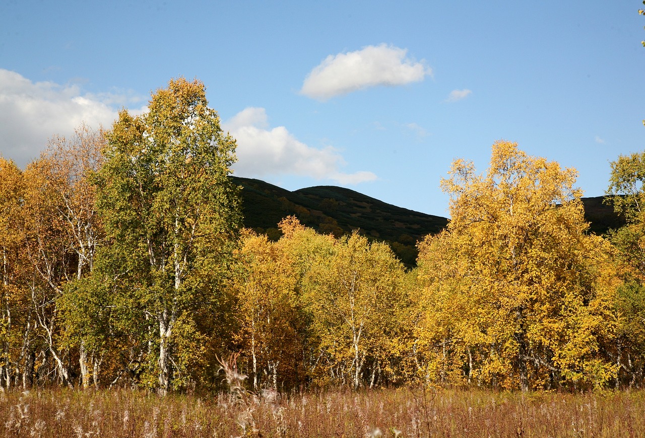 Image - autumn forest trees birch