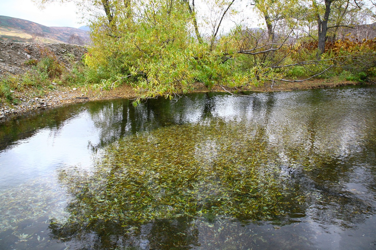 Image - forest small river body of water