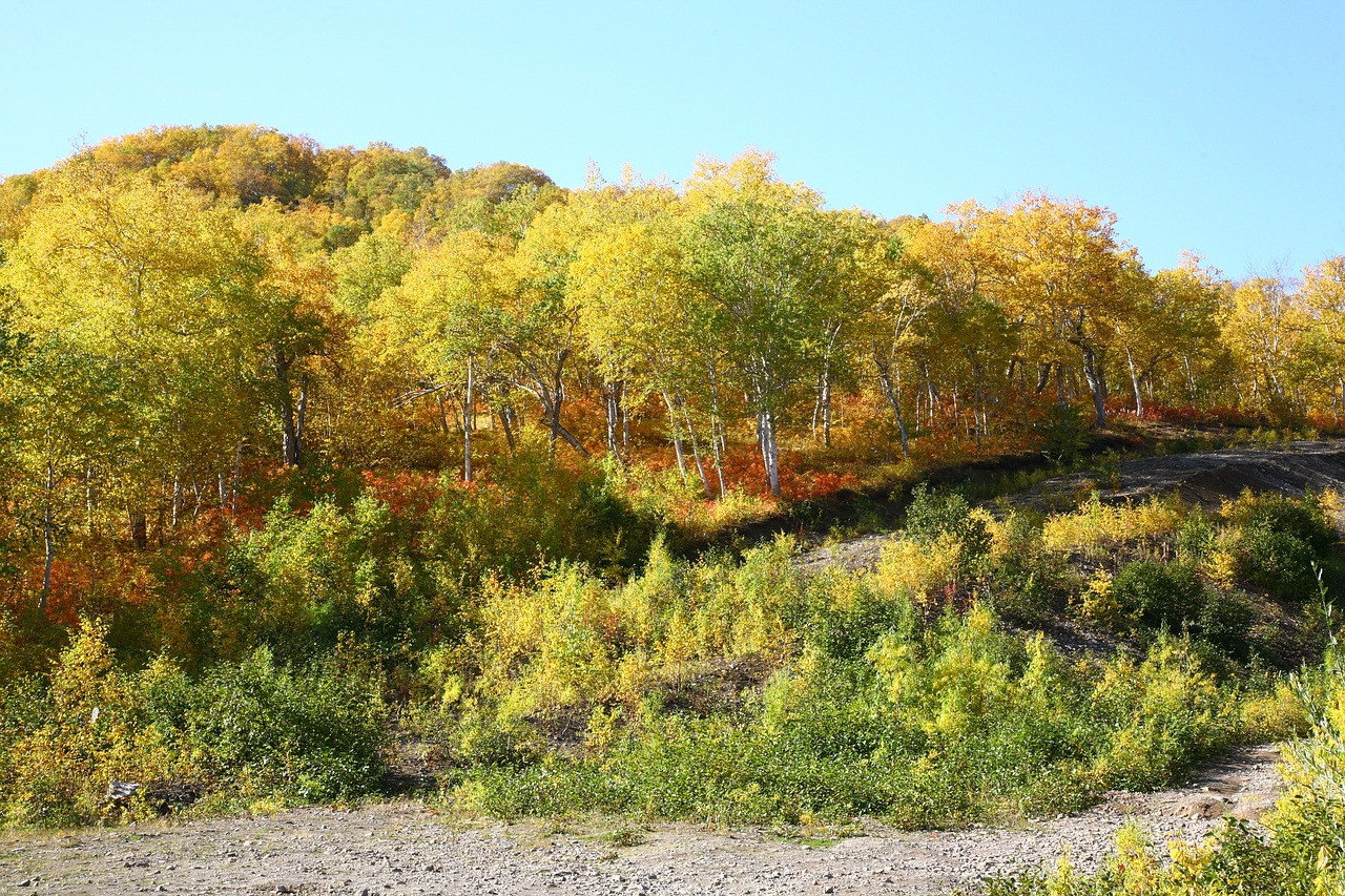 Image - autumn forest trees birch
