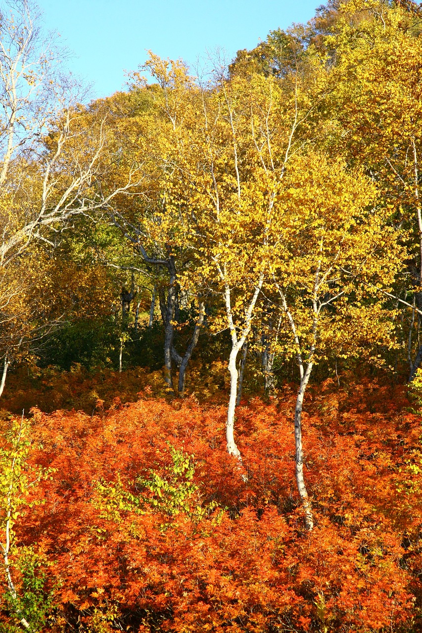 Image - autumn forest trees birch rowan