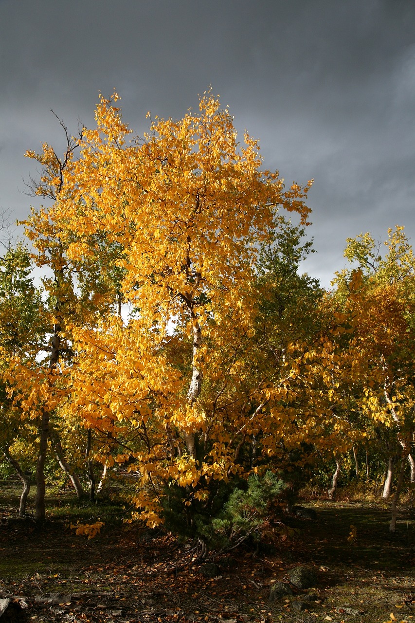 Image - autumn forest trees birch