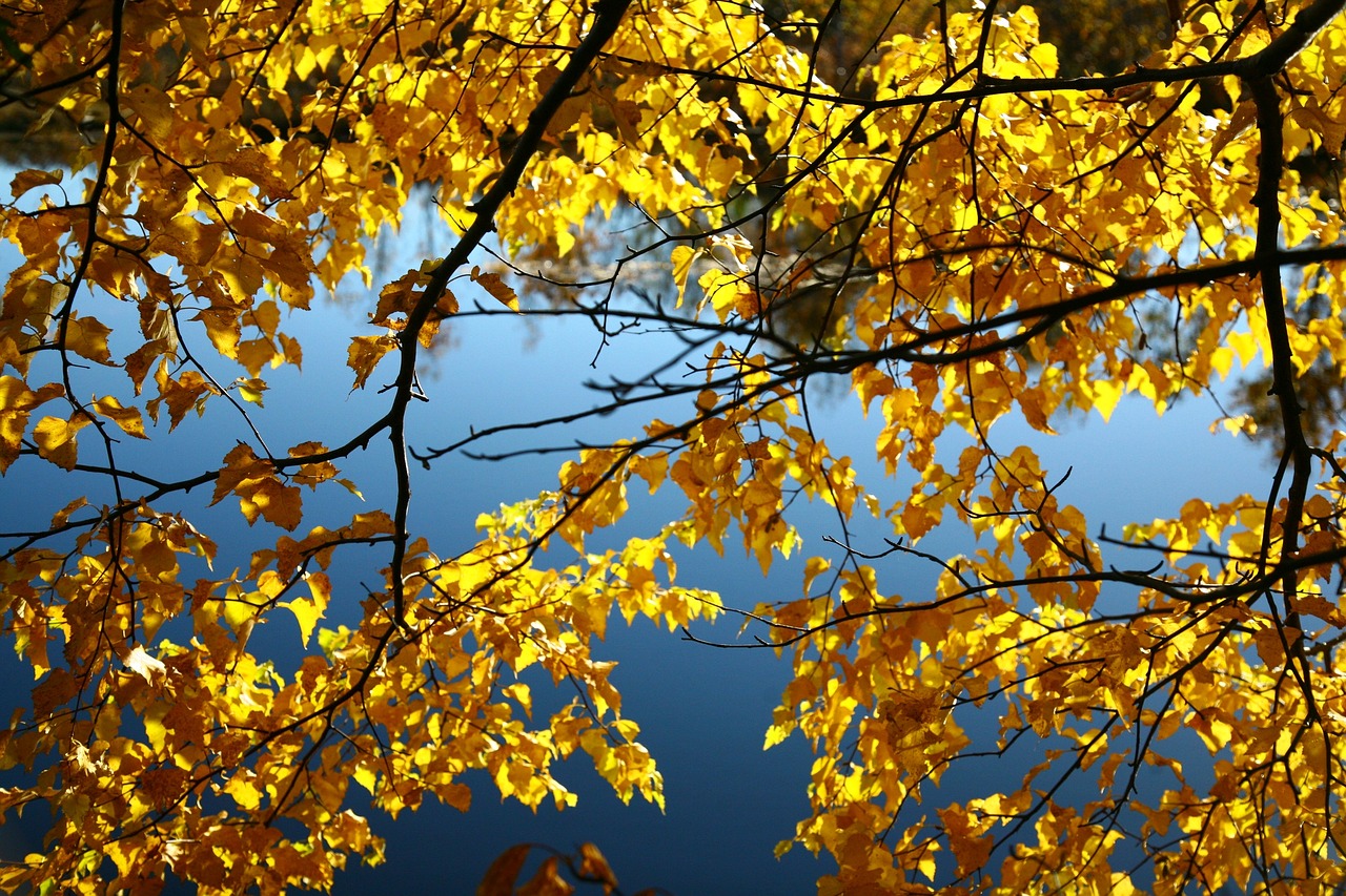 Image - autumn water fallen foliage road