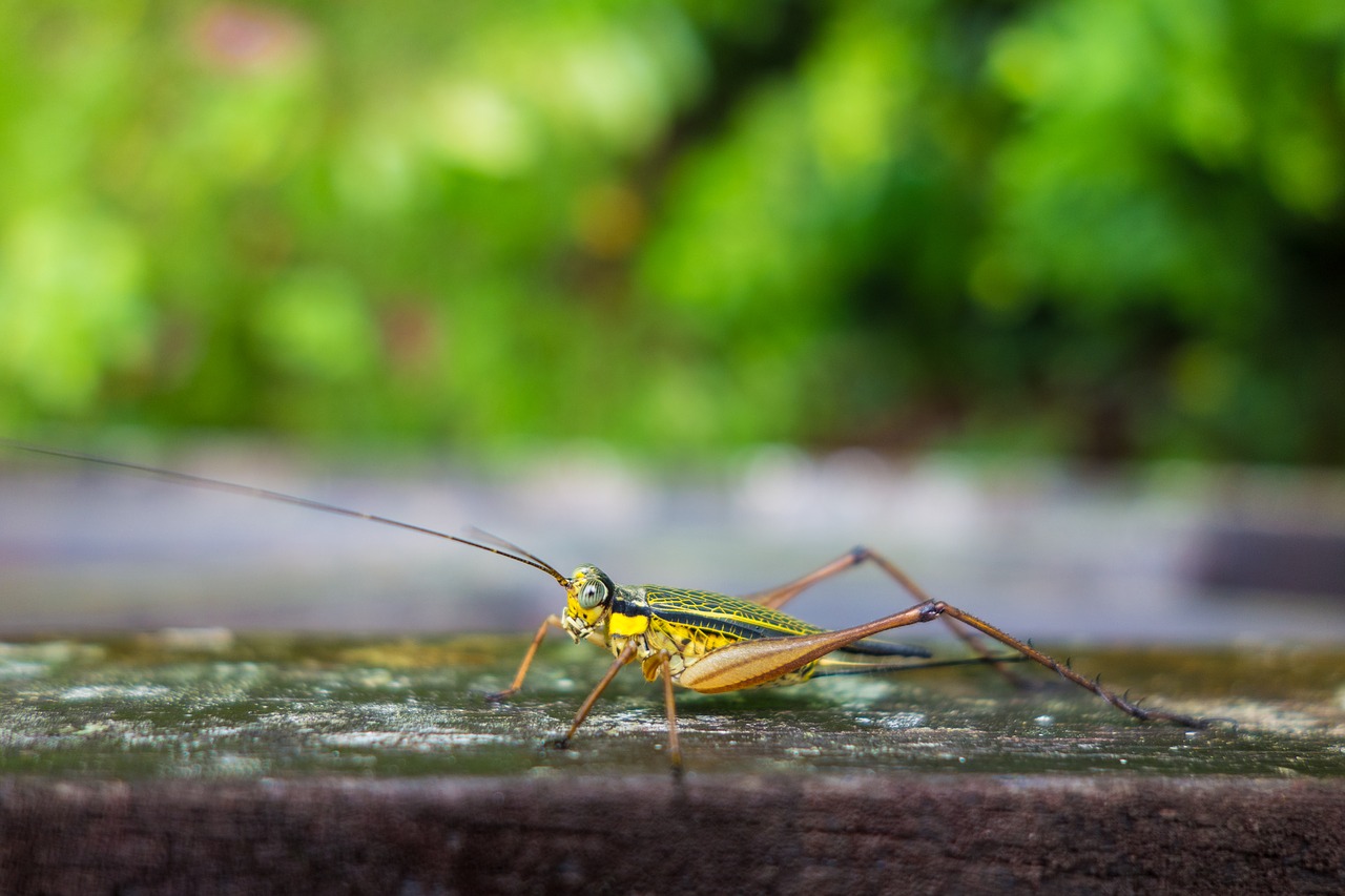 Image - insect yellow bug macro tropical