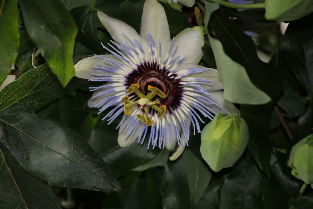 Image - passiflora caerulea