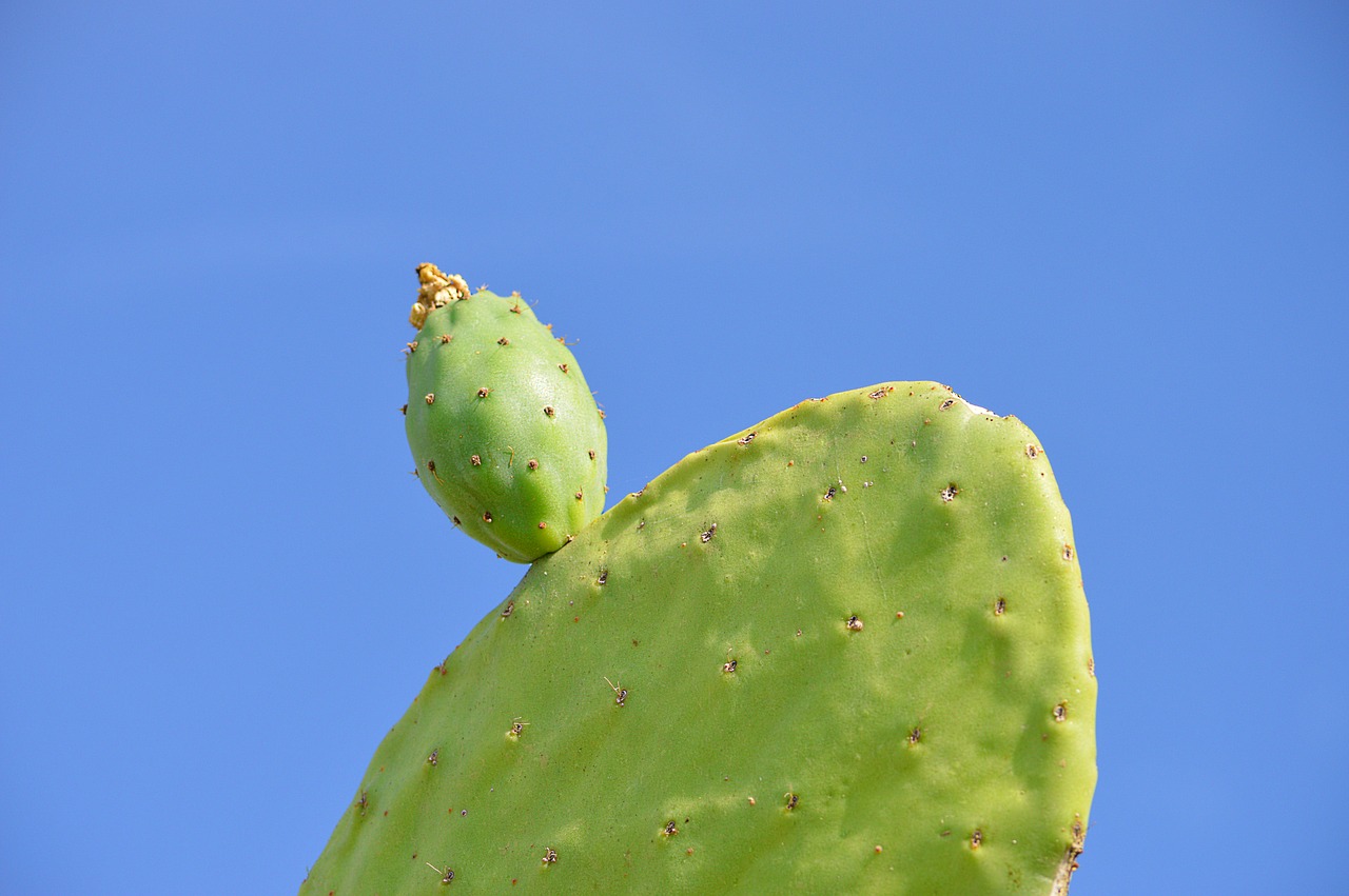 Image - prickly pear chumbo fruit