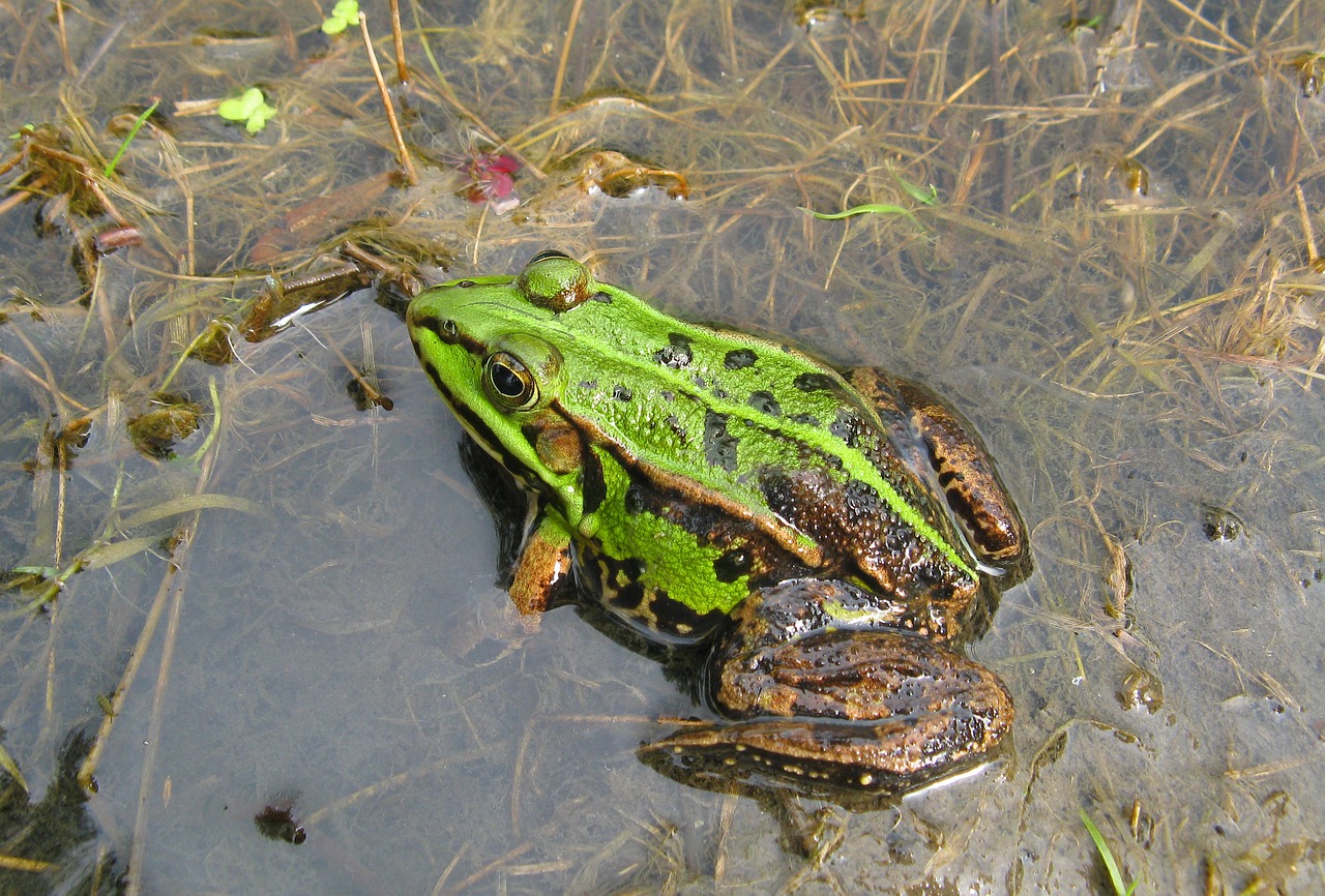 Image - frog toad swamp amphibian closeup