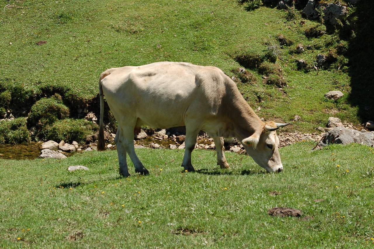 Image - cow in the meadow covadonga summer