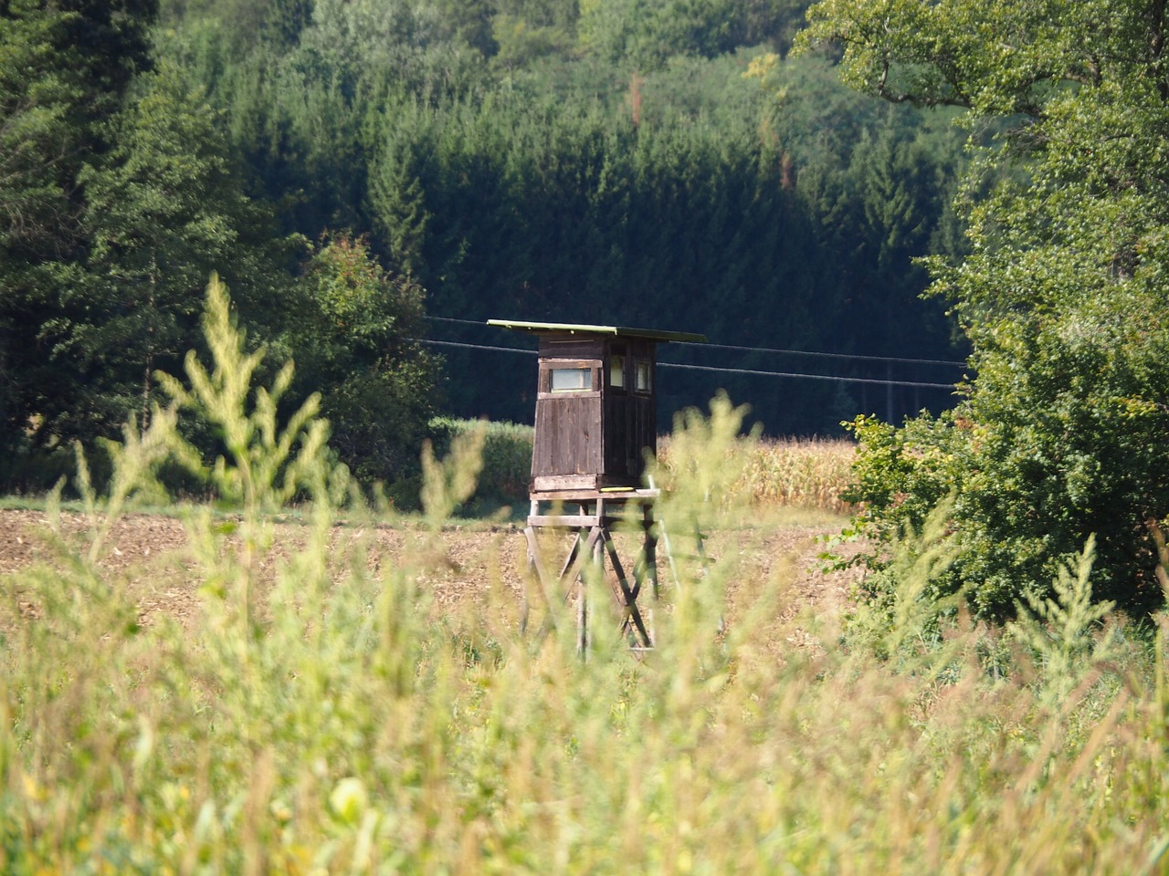 Image - forest hunting delight nature wild