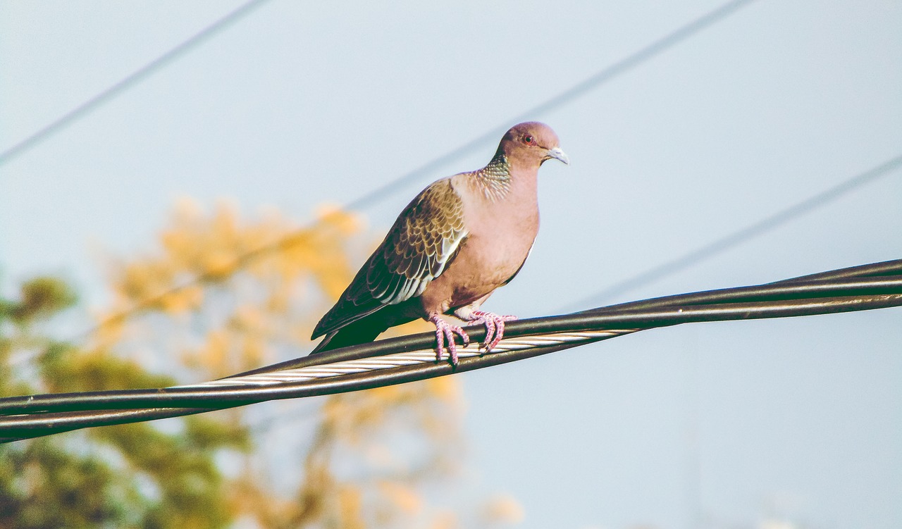 Image - pigeon bird nature sky freedom