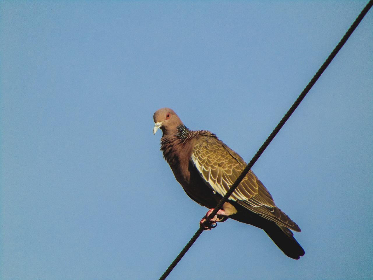 Image - pigeon bird nature sky freedom