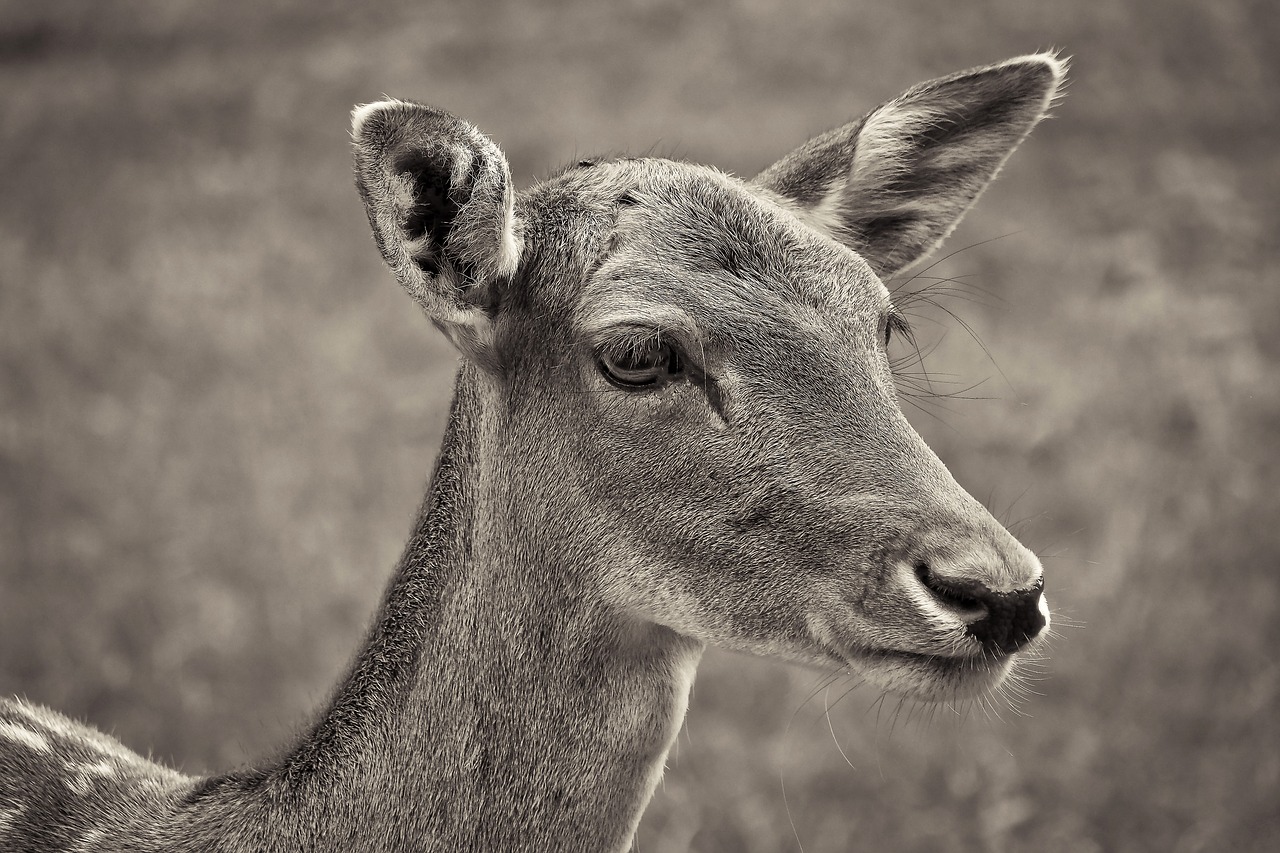 Image - roe deer animal wild wildlife park