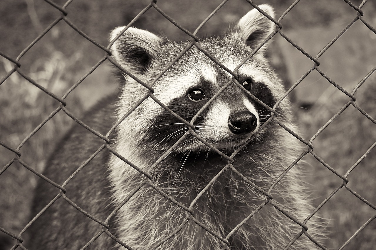 Image - raccoon animal nature fur furry